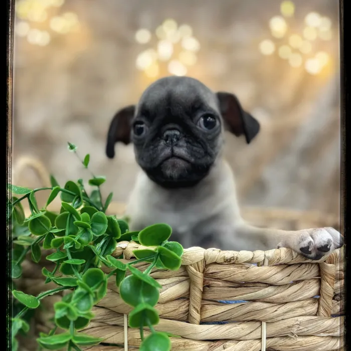 Male Pug puppy named Ollie for sale at Idaho Puppy - Twin Falls.