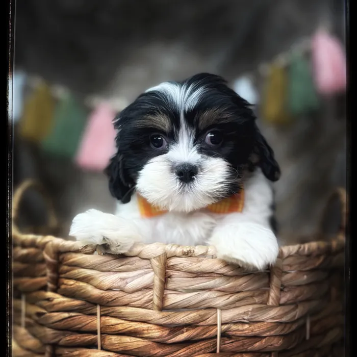 Male Cavatzu puppy named Monty for sale at Idaho Puppy - Nampa.