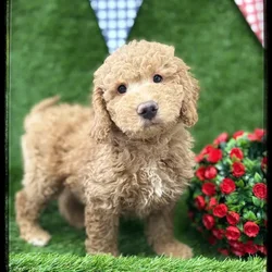 Male Mini Goldendoodle puppy named Victor for sale at Idaho Puppy - Nampa.