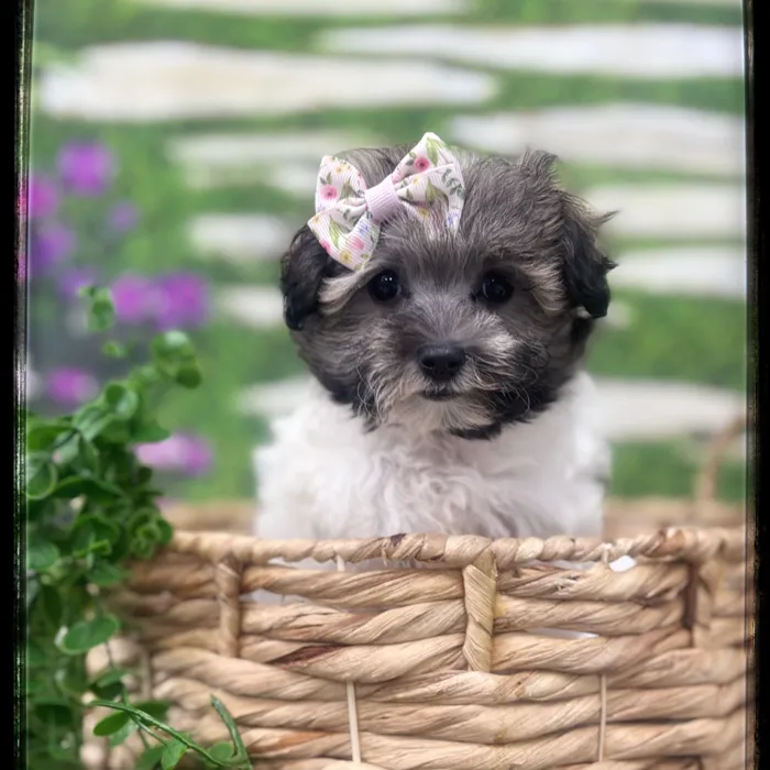 Female Maltipoo puppy named Tulip for sale at Idaho Puppy - Coeur d'Alene.