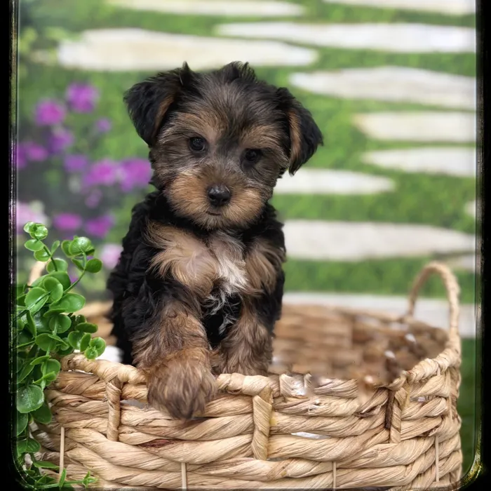 Male Yorkie puppy named Cade for sale at Idaho Puppy - Coeur d'Alene.