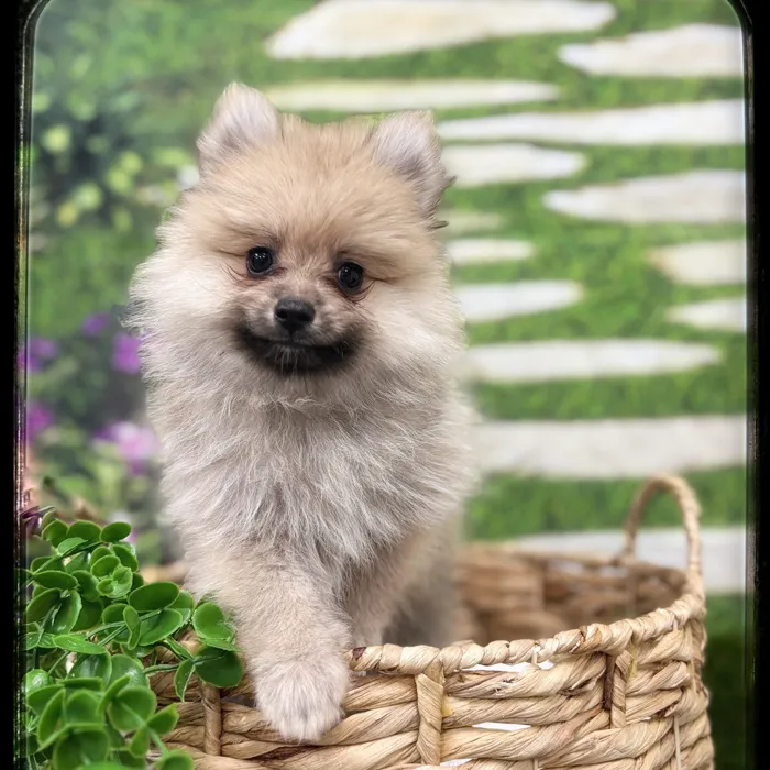 Male Pomeranian puppy named Bear for sale at Idaho Puppy - Meridian.