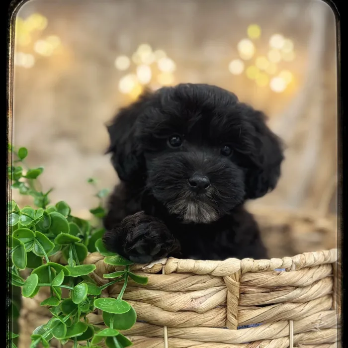 Male Pom-A-Poo puppy named Jet for sale at Idaho Puppy - Meridian.