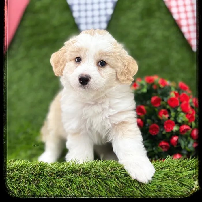 Male Toy Aussiedoodle puppy named Java for sale at Idaho Puppy - Twin Falls.