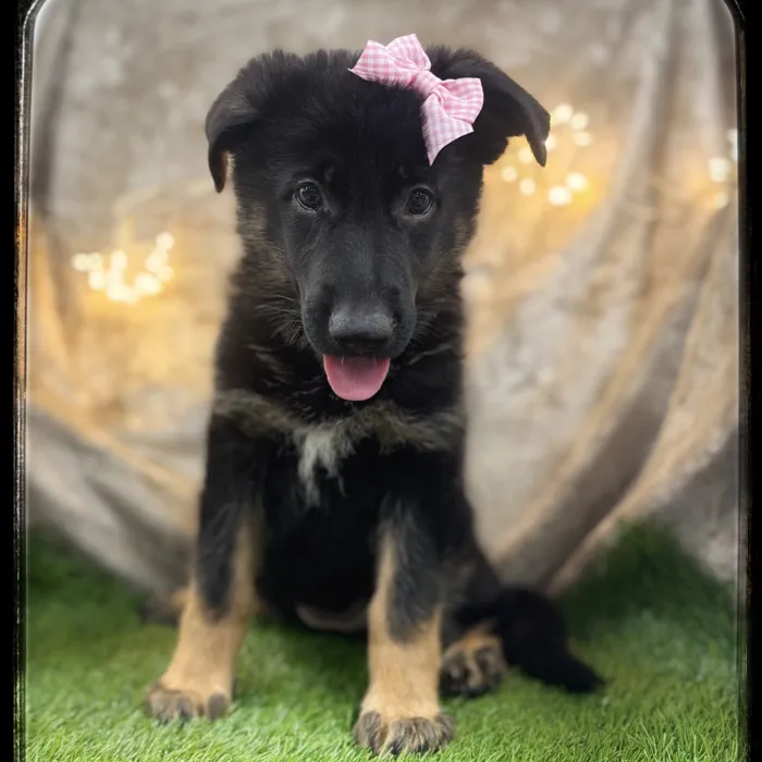 Female German Shepherd puppy named Violet for sale at Idaho Puppy - Coeur d'Alene.