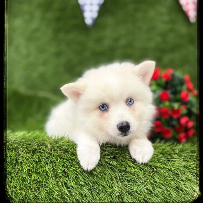 Female Pomsklee puppy named Kimi for sale at Idaho Puppy - Coeur d'Alene.