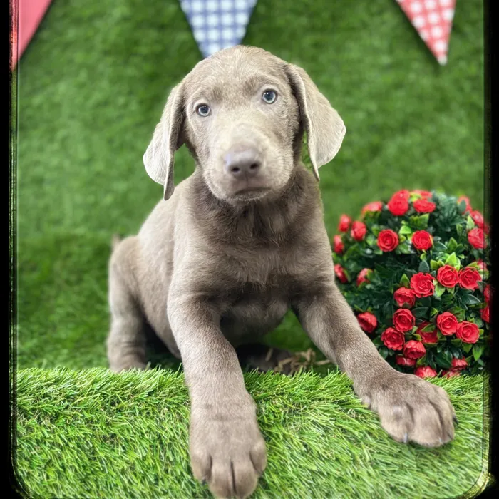 Male Labrador Retriever puppy named Storm for sale at Idaho Puppy - Twin Falls.