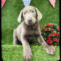 Male Labrador Retriever puppy named Storm for sale at Idaho Puppy - Twin Falls.