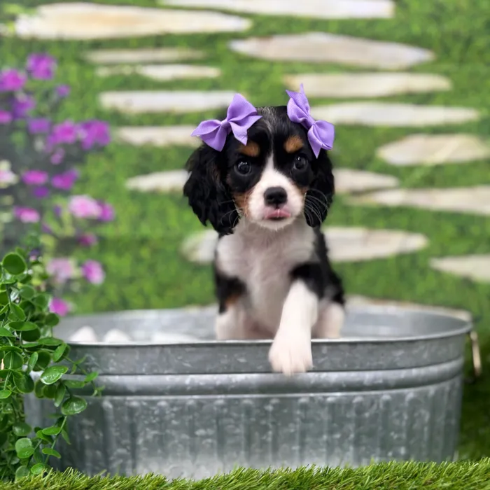 Female Cavalier King Charles Spaniel puppy named Andi for sale at Idaho Puppy - Nampa.