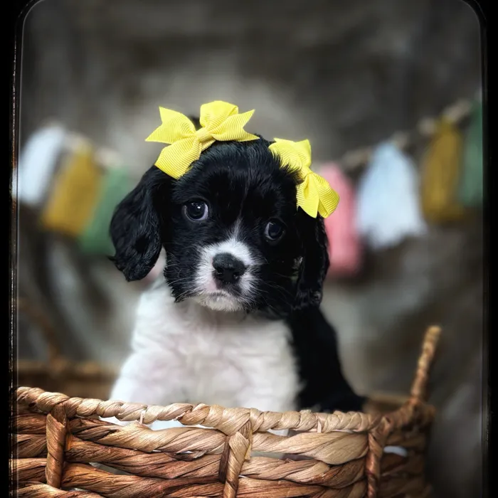 Female Cockalier puppy named Jade for sale at Idaho Puppy - Nampa.