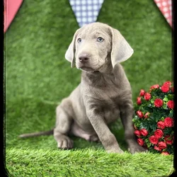 Male Labrador Retriever puppy named Vern for sale at Idaho Puppy - Coeur d'Alene.