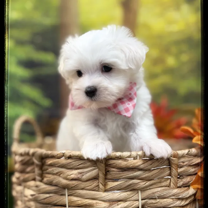 Male Maltese puppy named Matthew for sale at Idaho Puppy - Coeur d'Alene.