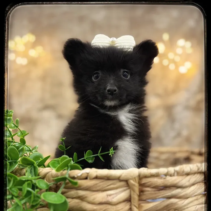 Female Pomeranian puppy named Capri for sale at Idaho Puppy - Coeur d'Alene.