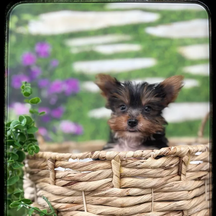 Male Yorkie puppy named Rocco for sale at Idaho Puppy - Twin Falls.