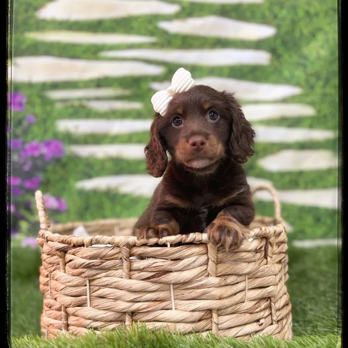 Female Mini Dachshund puppy named Opal for sale at Idaho Puppy - Coeur d'Alene.