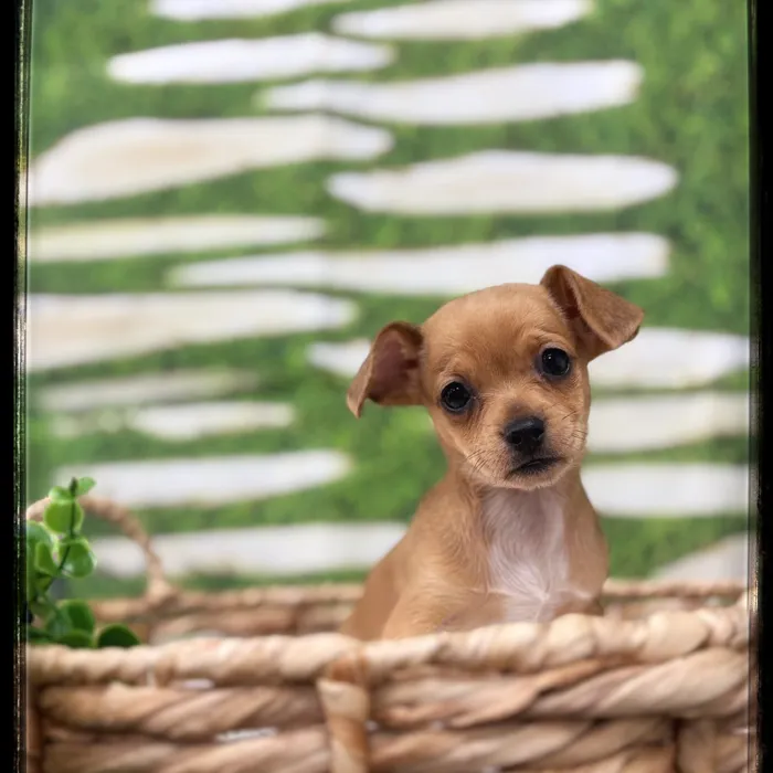 Female Chiweenie puppy named Antoinette for sale at Idaho Puppy - Coeur d'Alene.