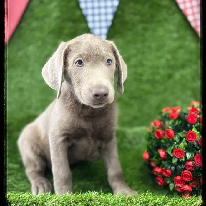 Male Labrador Retriever puppy named Pierce for sale at Idaho Puppy - Meridian.