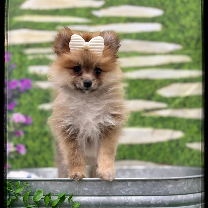 Female Pomeranian puppy named Belle for sale at Idaho Puppy - Twin Falls.