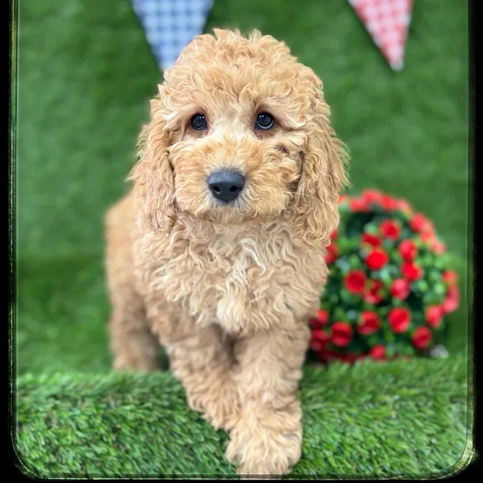 Female Mini Goldendoodle puppy named Marlene for sale at Idaho Puppy - Meridian.