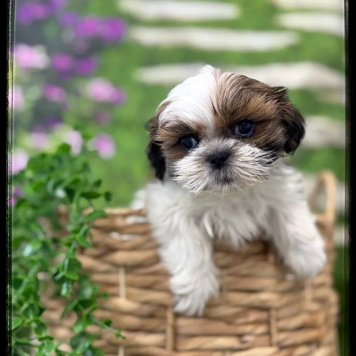Male Shih Tzu puppy named Rudy for sale at Idaho Puppy - Coeur d'Alene.