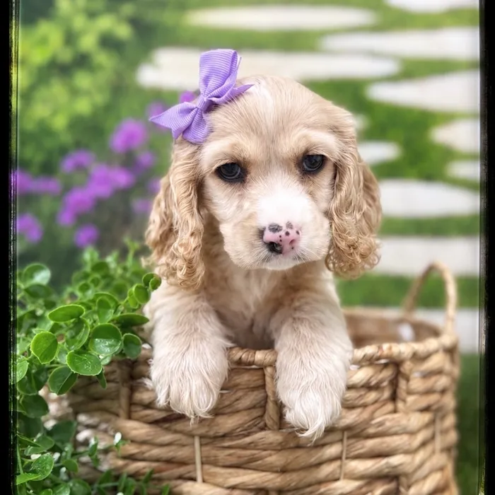 Female Cocker Spaniel puppy named Penny for sale at Idaho Puppy - Twin Falls.