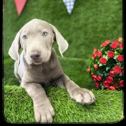 Male Labrador Retriever puppy named Scotty for sale at Idaho Puppy - Nampa.