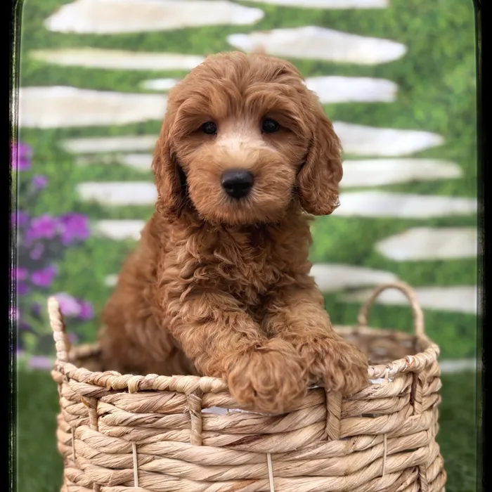 Male Mini Goldendoodle puppy named Todd for sale at Idaho Puppy - Meridian.