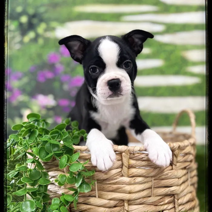 Female Boston Terrier puppy named Sylvie for sale at Idaho Puppy - Twin Falls.