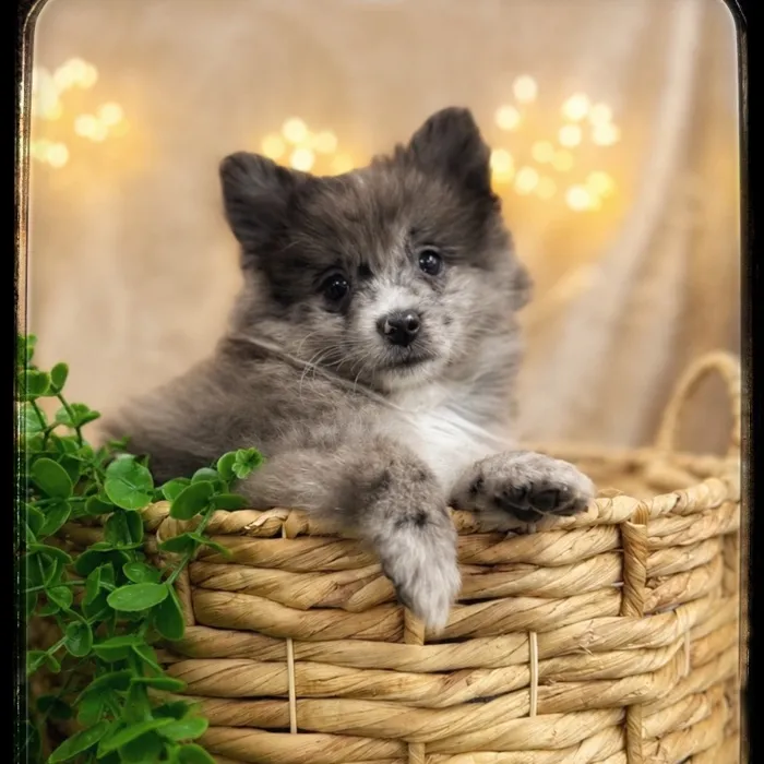 Male Pomeranian puppy named Skip for sale at Idaho Puppy - Twin Falls.