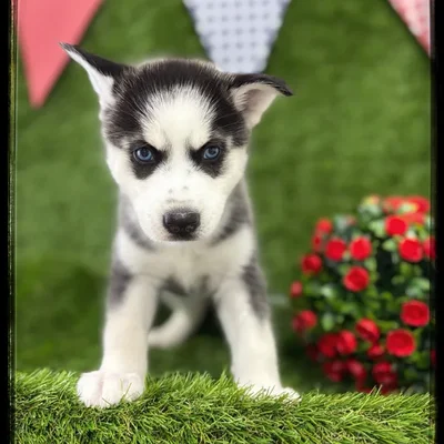 Female Siberian Husky puppy named Aura for sale at Idaho Puppy - Twin Falls.