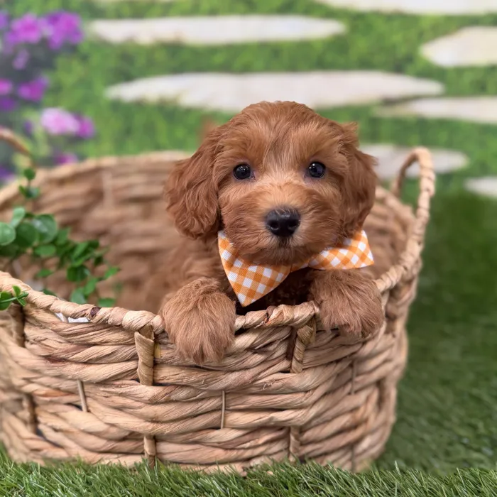 Male Mini Goldendoodle puppy for sale at Idaho Puppy - Meridian.