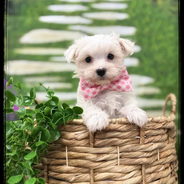 Male Maltese puppy named Prince for sale at Idaho Puppy - Nampa.