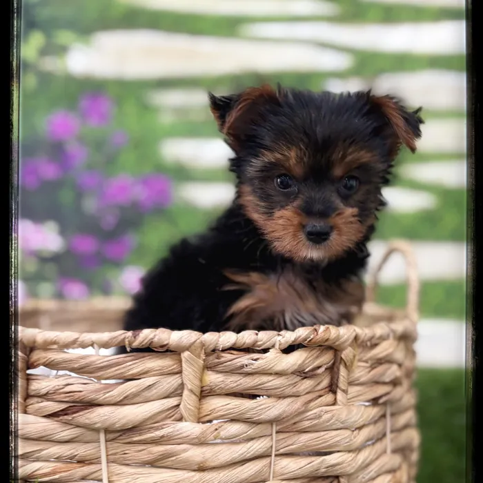 Male Yorkie puppy named Skeeter for sale at Idaho Puppy - Nampa.