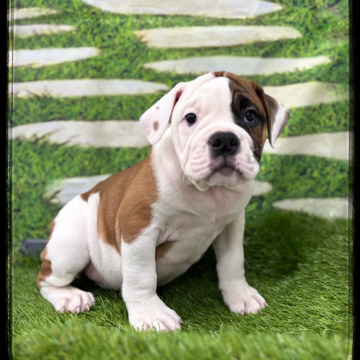 Male Olde Bulldog puppy named Rockwell for sale at Idaho Puppy - Meridian.