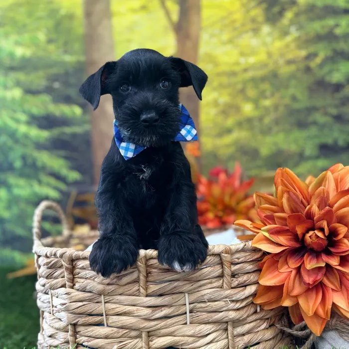 Male Mini Schnauzer puppy named Tucker for sale at Idaho Puppy - Coeur d'Alene.