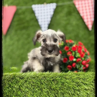 Female Mini Schnauzer puppy named Strudel for sale at Idaho Puppy - Meridian.
