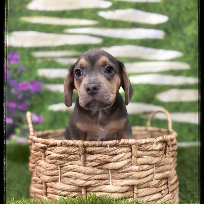 Male Beabull puppy named Bobby for sale at Idaho Puppy - Twin Falls.