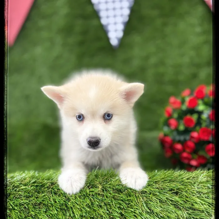 Female Pomsklee puppy named Lulu for sale at Idaho Puppy - Nampa.