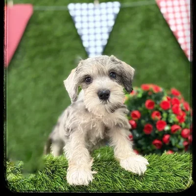 Female Mini Schnauzer puppy named Sasha for sale at Idaho Puppy - Meridian.
