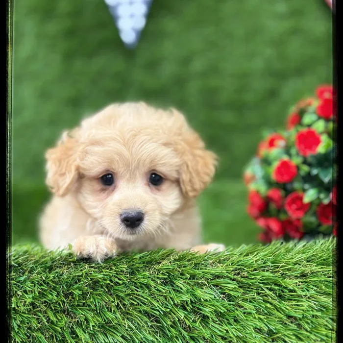 Male Pom-A-Poo puppy named Randall for sale at Idaho Puppy - Meridian.
