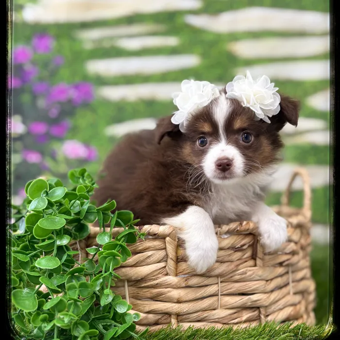 Female Australian Shepherd Toy puppy named Coral for sale at Idaho Puppy - Nampa.