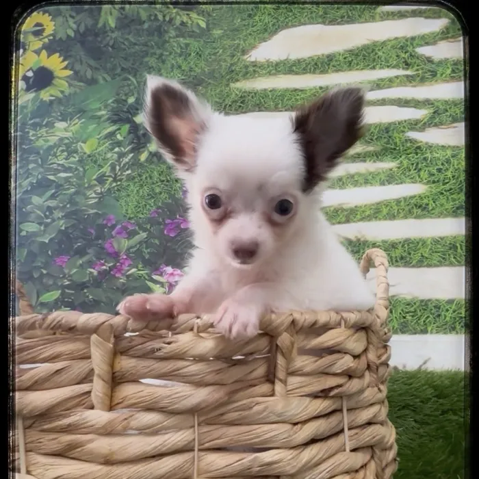 Male Chihuahua puppy named Josh for sale at Idaho Puppy - Coeur d'Alene.