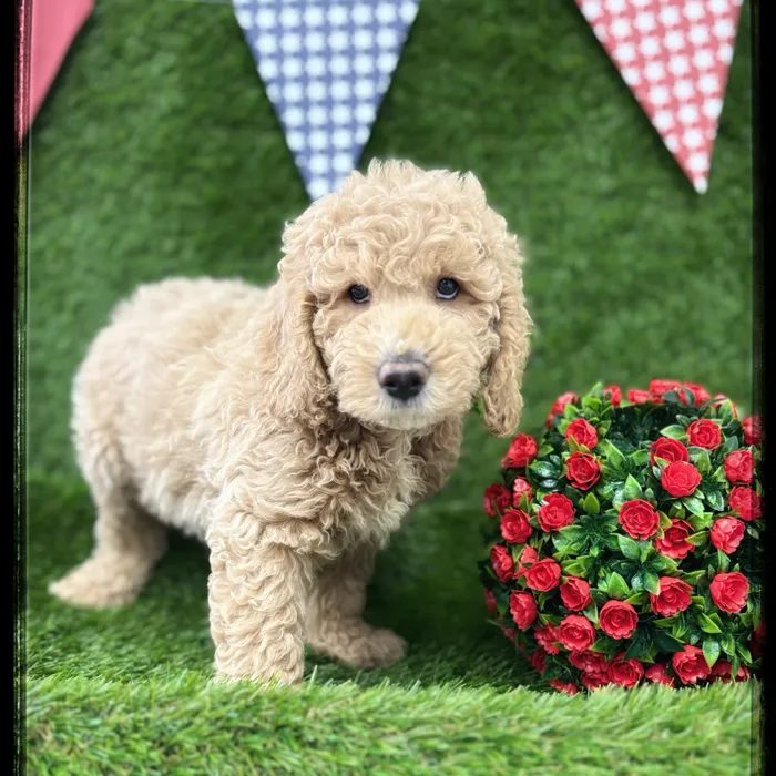 Male Mini Goldendoodle puppy named Billy for sale at Idaho Puppy - Meridian.