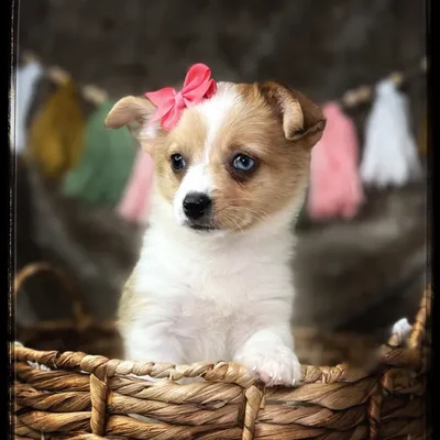 Available puppies