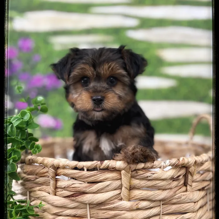 Male Yorkie puppy named Elliot for sale at Idaho Puppy - Twin Falls.