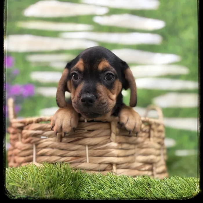 Male Beabull puppy named Sparky for sale at Idaho Puppy - Meridian.