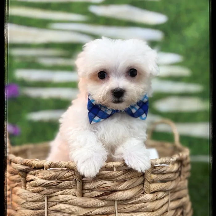 Male Bichon-Maltese puppy named Surf for sale at Idaho Puppy - Coeur d'Alene.