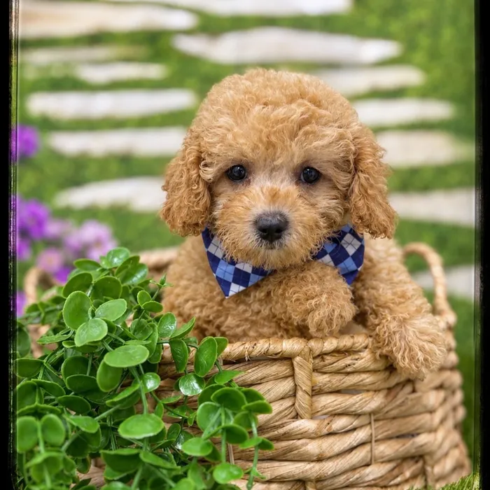 Male Cavapoo puppy named Judd for sale at Idaho Puppy - Twin Falls.