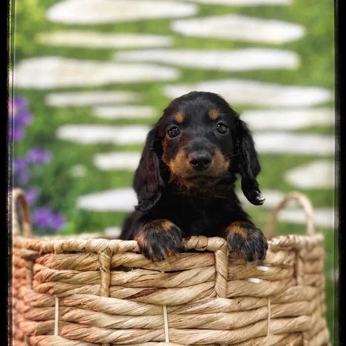 Male Mini Dachshund puppy named Ace for sale at Idaho Puppy - Meridian.