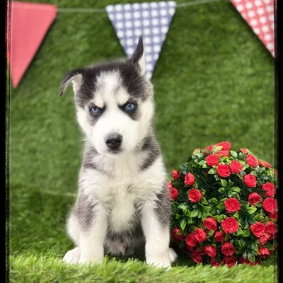Male Siberian Husky puppy named Max for sale at Idaho Puppy - Coeur d'Alene.